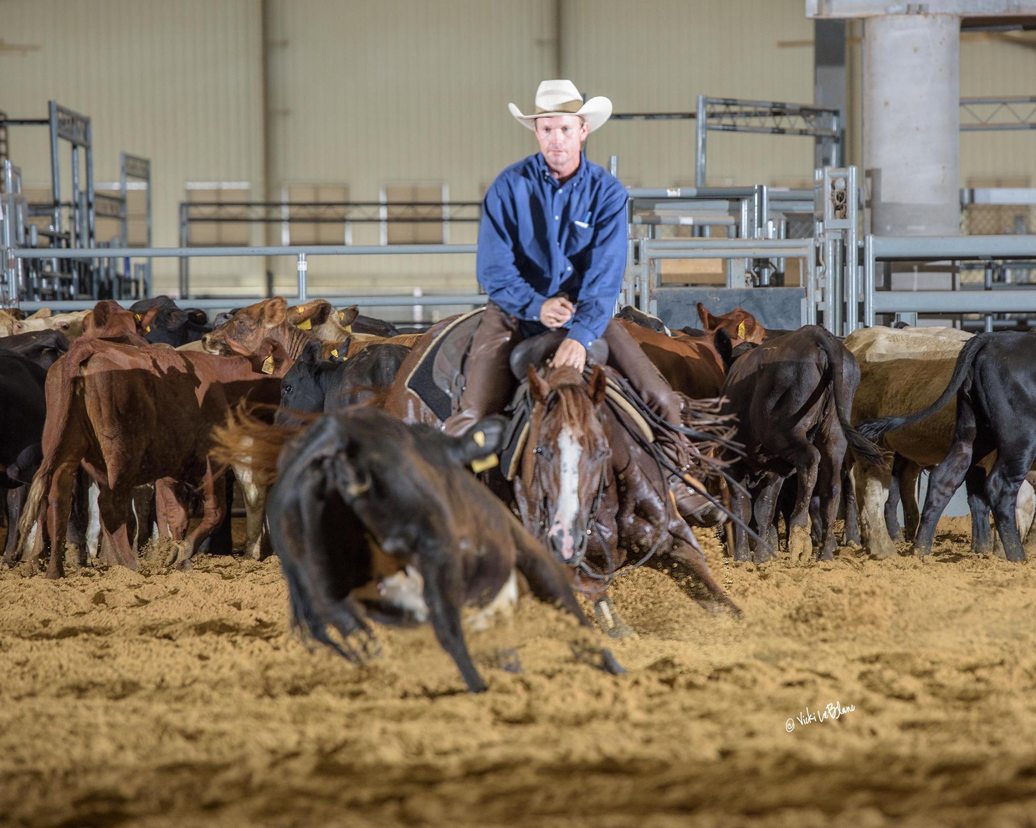 Craig Gilham rounding up cattle Craig Gilham rounding up cattle